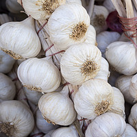 Buy canvas prints of A string of tied fresh garlic by Chris Warren