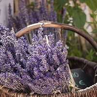Buy canvas prints of A basket of lavender by Chris Warren
