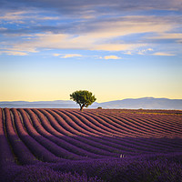 Buy canvas prints of Lavender fields in the early morning France by Chris Warren