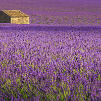 Buy canvas prints of Lavender Fields Valensole France by Chris Warren