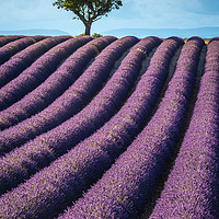 Buy canvas prints of Lavender fields Valensole France by Chris Warren