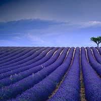 Buy canvas prints of Lavender fields Valensole Provence France by Chris Warren