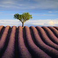 Buy canvas prints of Lavender fields Valensole Plateau Provence France by Chris Warren