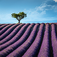 Buy canvas prints of Lavender fields Valensole Provence France by Chris Warren