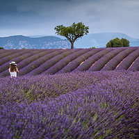 Buy canvas prints of Lady amongst the Lavender fields Provence by Chris Warren