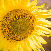 Buy canvas prints of Sunlight catching A sunflower France by Chris Warren