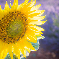 Buy canvas prints of Sunlight catching A sunflower France by Chris Warren