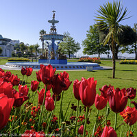 Buy canvas prints of Red Tulips in Princess Gardens Torquay Devon by Chris Warren