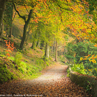 Buy canvas prints of Woodland lane in the autumn colour by Chris Warren