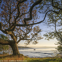 Buy canvas prints of Tranquil river view in Pembrokeshire by Chris Warren