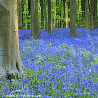 Buy canvas prints of Bluebells in West Wood Wiltshire  by Chris Warren