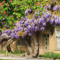 Buy canvas prints of Wisteria in front of a building by Chris Warren
