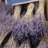 Buy canvas prints of Bunches of cut lavender Provence France by Chris Warren