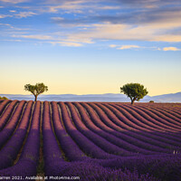 Buy canvas prints of Lavender fields in the early morning Valensole Pla by Chris Warren