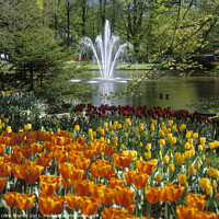 Buy canvas prints of Springtime and tulips at Keukenhof Holland by Chris Warren