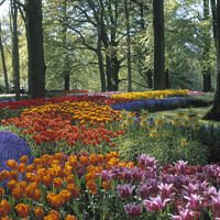 Buy canvas prints of Springtime tulips at Keukenhof Holland by Chris Warren