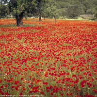 Buy canvas prints of Field of Poppies spring flowers Majorca Spain by Chris Warren