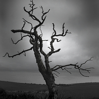 Buy canvas prints of The Crooked Tree by Peter Mclardy