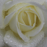 Buy canvas prints of Rose in the rain by Peter Mclardy