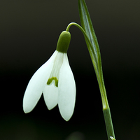 Buy canvas prints of Lonesome snowdrop by Peter Mclardy