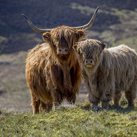 Buy canvas prints of Highland Cattle by Peter Mclardy
