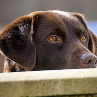 Buy canvas prints of  Chocolate Lab by Peter Mclardy
