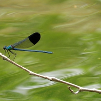 Buy canvas prints of Blue dragonfly by Sapir Porat