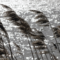 Buy canvas prints of Reeds on the Water by Elaine Davis