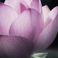 Buy canvas prints of Pink Lotus by Sofia Alves