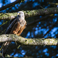 Buy canvas prints of A red kite perched on a tree branch by Andrew chittock
