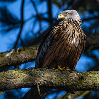 Buy canvas prints of red kite in the sun by Andrew chittock