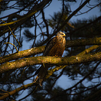 Buy canvas prints of red kite in old scot pine tree at sun set  by Andrew chittock