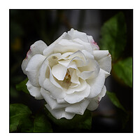 Buy canvas prints of White Rose by Andrew chittock