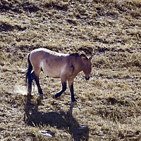 Buy canvas prints of A brown cow standing on top of a dry grass field by Andrew chittock