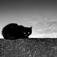 Buy canvas prints of black cat on wall. by Andrew chittock