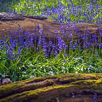 Buy canvas prints of blue bells. by Andrew chittock