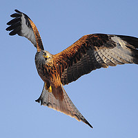 Buy canvas prints of red Kites. by Andrew chittock