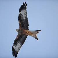 Buy canvas prints of red Kites. by Andrew chittock