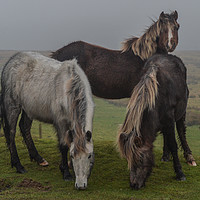 Buy canvas prints of Wild ponies on the preseli mountains Pembrokeshire by Andrew chittock