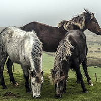 Buy canvas prints of Wild ponies on the preseli mountains Pembrokeshire by Andrew chittock