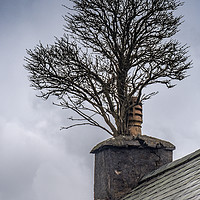 Buy canvas prints of Tree in Chimney by Andrew chittock
