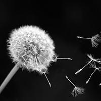 Buy canvas prints of  dandelion  by Andrew chittock