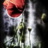 Buy canvas prints of Electric Poppy by Darren Allen