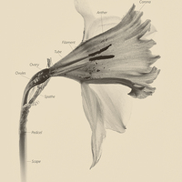 Buy canvas prints of  Daffodil by Darren Allen