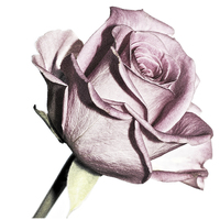 Buy canvas prints of  Pink Rose by Darren Allen