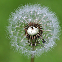 Buy canvas prints of Perfect dandelion by Maria Carter