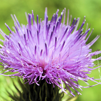 Buy canvas prints of Thistle perfection by Maria Carter