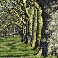 Buy canvas prints of Symmetrical trees by Maria Carter
