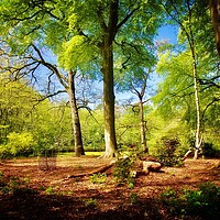 Buy canvas prints of Woodland in Spring  by Victor Burnside