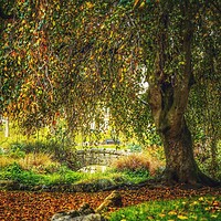 Buy canvas prints of Park in Autumn  by Victor Burnside